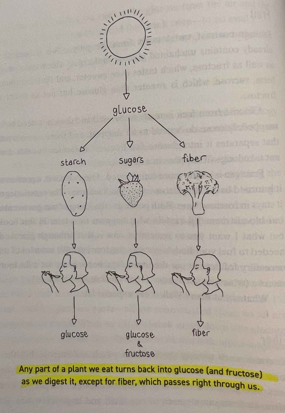 Glucose Revolution - Pic 1